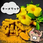 ターメリック