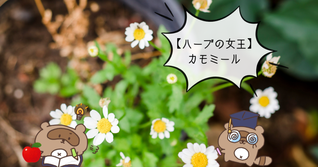 カモミールとは