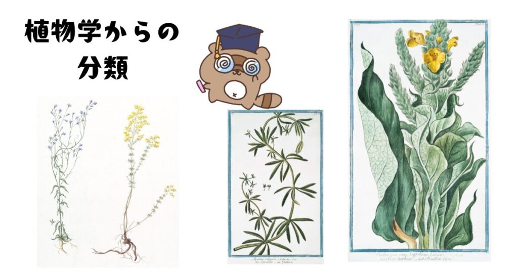 植物学上の分類