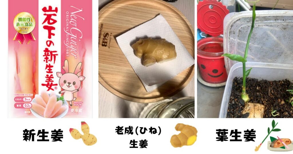 ジンジャー種類