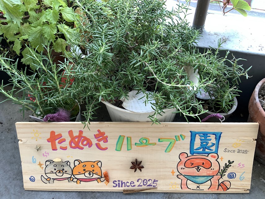 たぬきハーブ園で元気に育つフレッシュなローズマリーの鉢植え